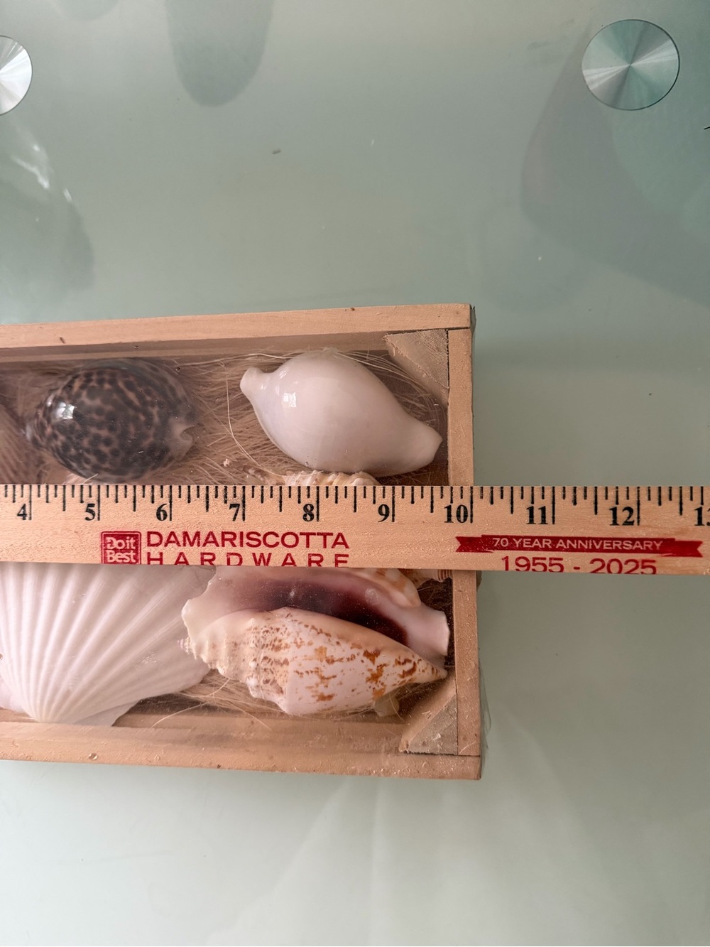 Coastal SeaShell Collection - Picture 2 of 13